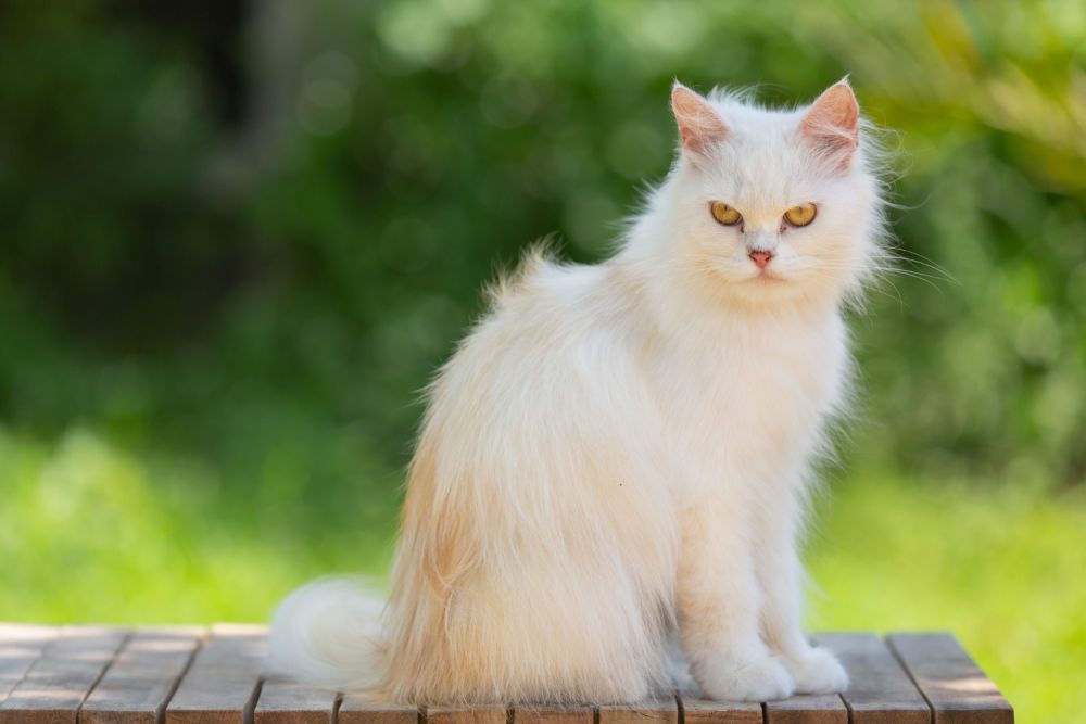 5 Fakta tentang Kecantikan Kucing Persia, Ekspresi Wajah yang Ikonik