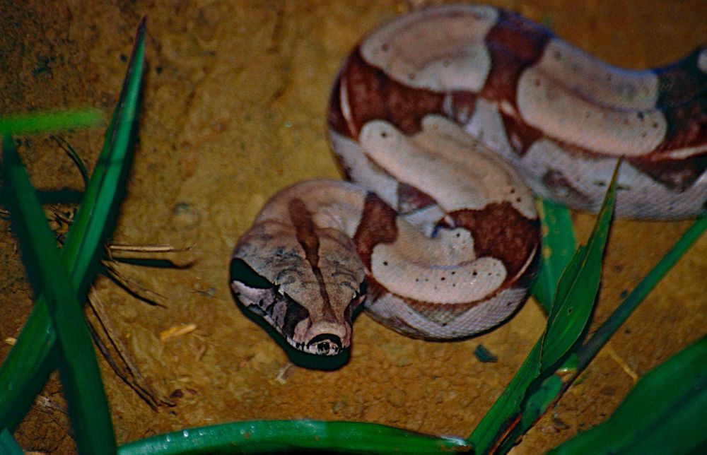 Ular Boa