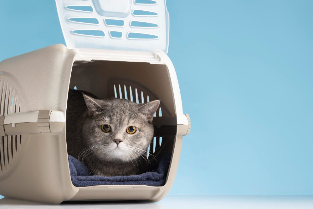 5 Cara Mengurangi Stres pada Kucing saat Pergi ke Dokter Hewan