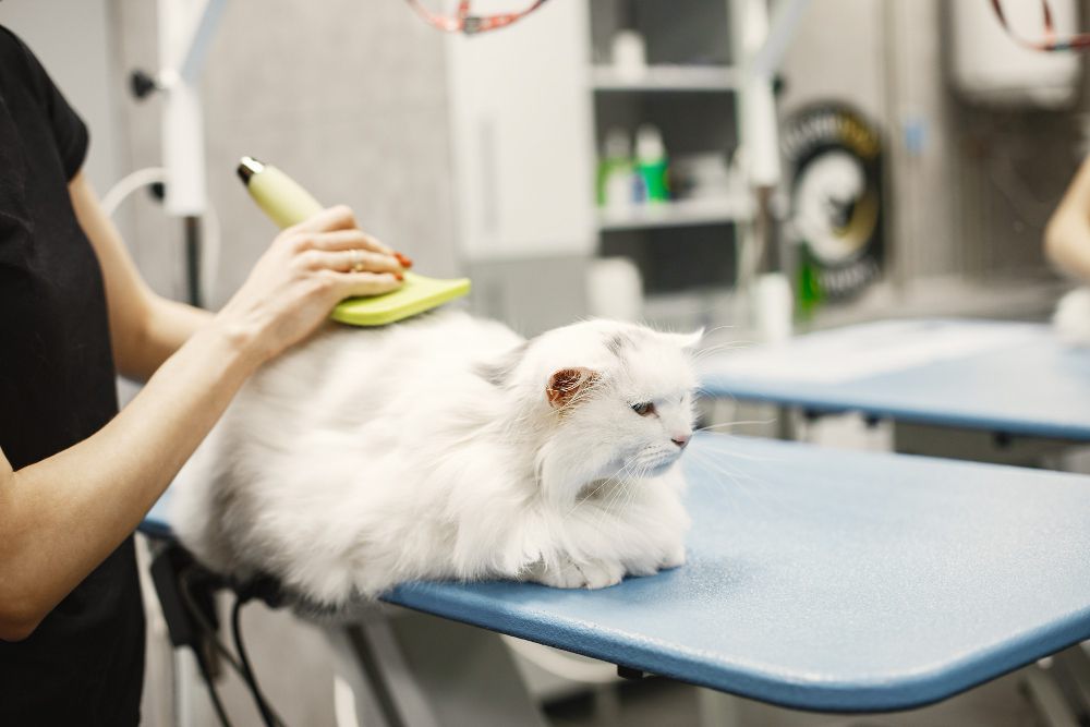 5 Cara Mengurangi Stres pada Kucing saat Pergi ke Dokter Hewan