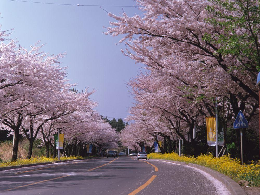 Kapan Musim Sakura di Korea 2025? Catat Waktu dan Lokasinya