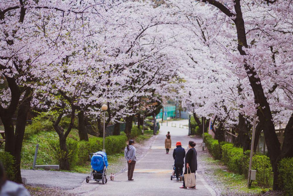 Kapan Musim Sakura di Korea 2025? Catat Waktu dan Lokasinya