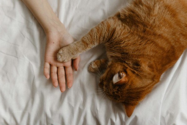5 Cara Mengurangi Stres pada Kucing saat Pergi ke Dokter Hewan