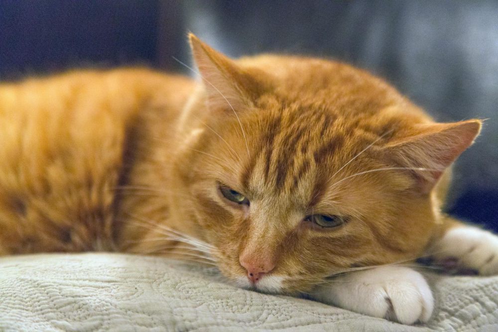 5 Cara Mengurangi Stres pada Kucing saat Pergi ke Dokter Hewan