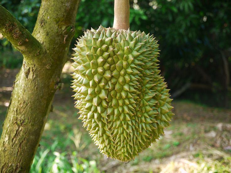 Tempat Wisata Durian Paling Hits di Nganjuk