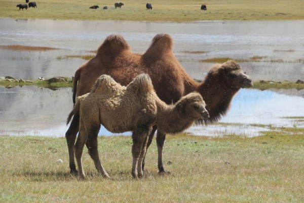 5 Fauna Di Gurun Karakum Yang Super Panas, Ada Unta Baktria