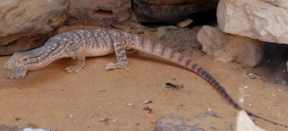 5 Fauna Di Gurun Karakum Yang Super Panas, Ada Unta Baktria