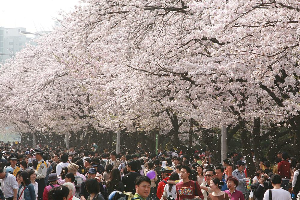 5 Festival Musim Semi Korea yang Gak Cuma tentang Bunga