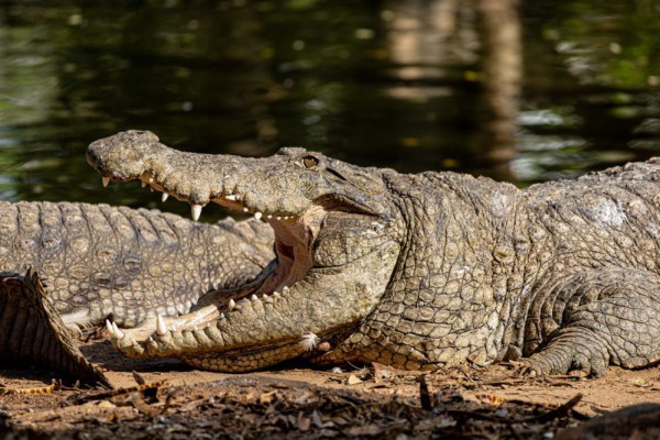 Rahasia Keabadian Buaya: Bagaimana Reptil Purba Ini Bertahan Hidup Sejak Era Dinosaurus?