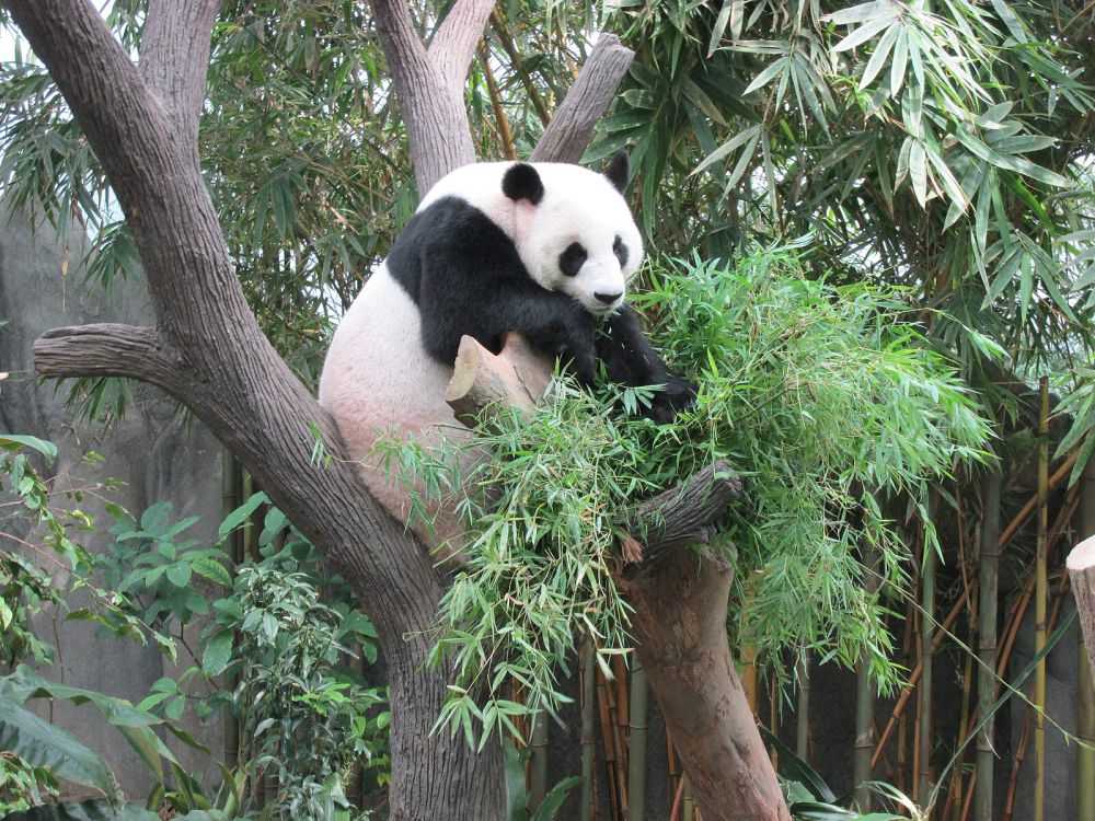Singapore Zoo: Lokasi, HTM, Jam Buka, dan Tips Wisata