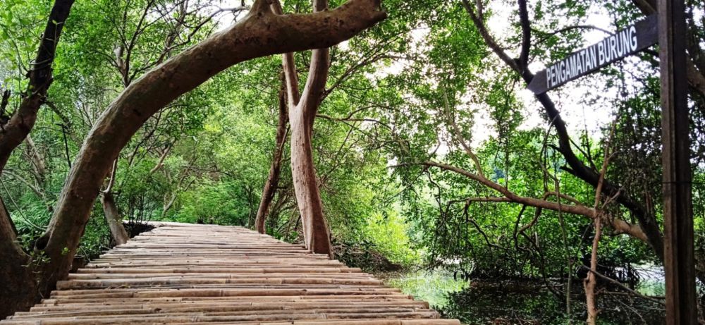 Potret Taman Wisata Alam Angke Kapuk: Lokasi dan Daya Tarik