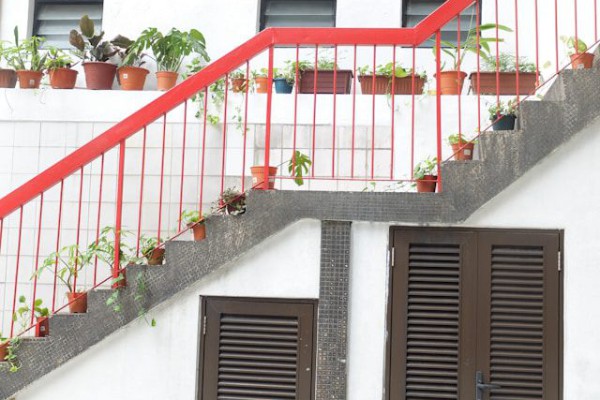 5 Trik Menata Tanaman Hias di Tangga dan Lorong Rumah