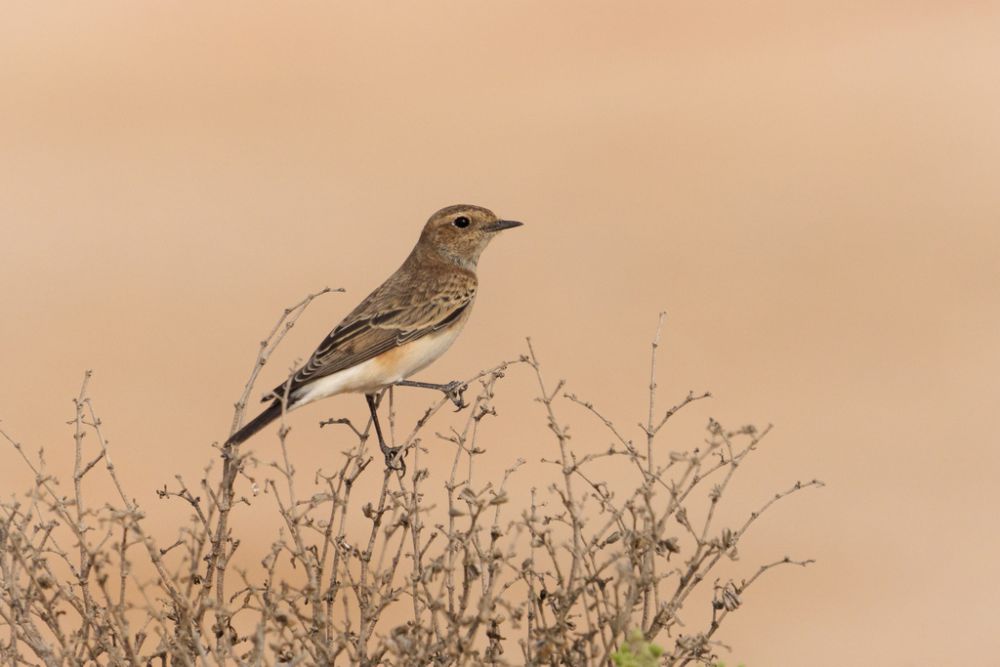 5 Fakta Menarik Desert Wheatear, Master Bertahan di Gurun
