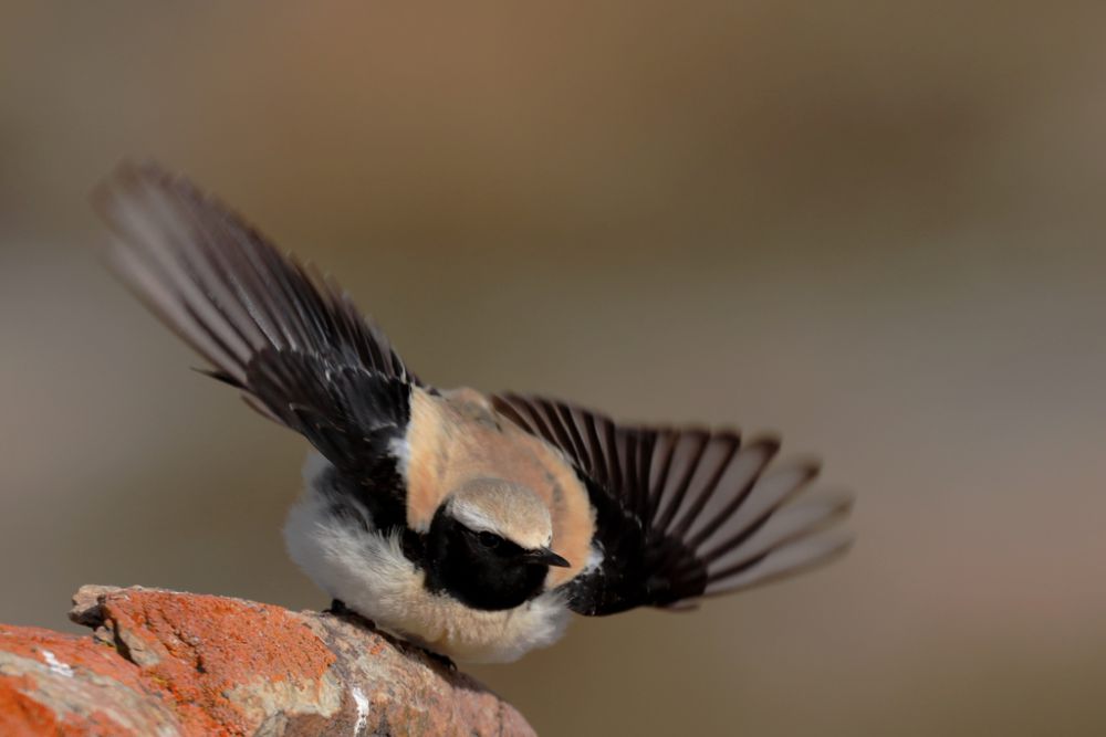 5 Fakta Menarik Desert Wheatear, Master Bertahan di Gurun