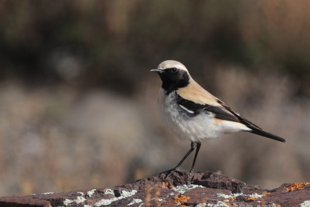 5 Fakta Menarik Desert Wheatear, Master Bertahan di Gurun