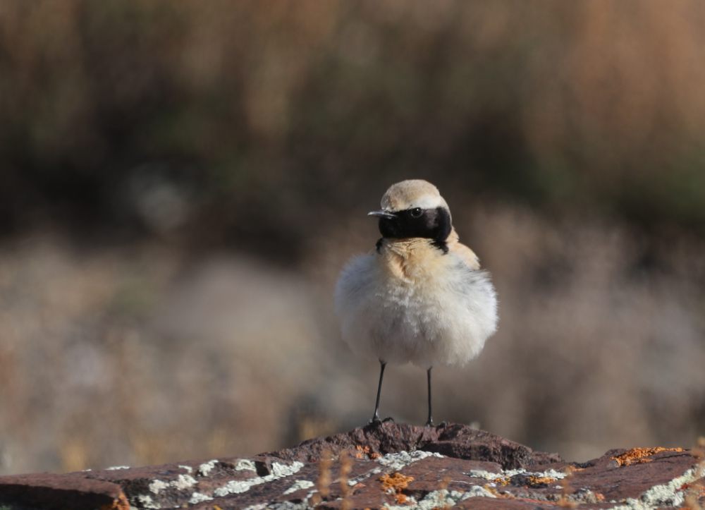 5 Fakta Menarik Desert Wheatear, Master Bertahan di Gurun