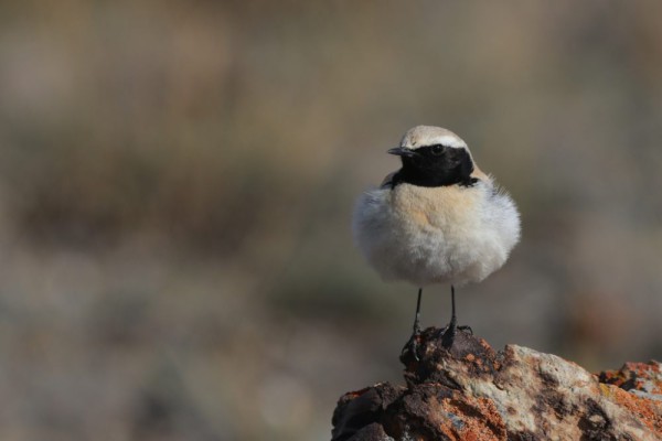 5 Fakta Menarik Desert Wheatear, Master Bertahan di Gurun