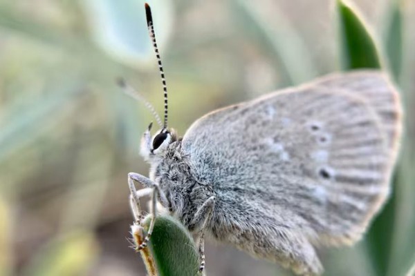 Satyrium curiosolus、40,000個の分離された珍しい蝶