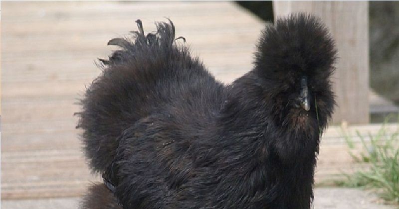 Benarkah Ayam Hitam di Shin Chuuka Ichiban Asalnya dari Indonesia? 