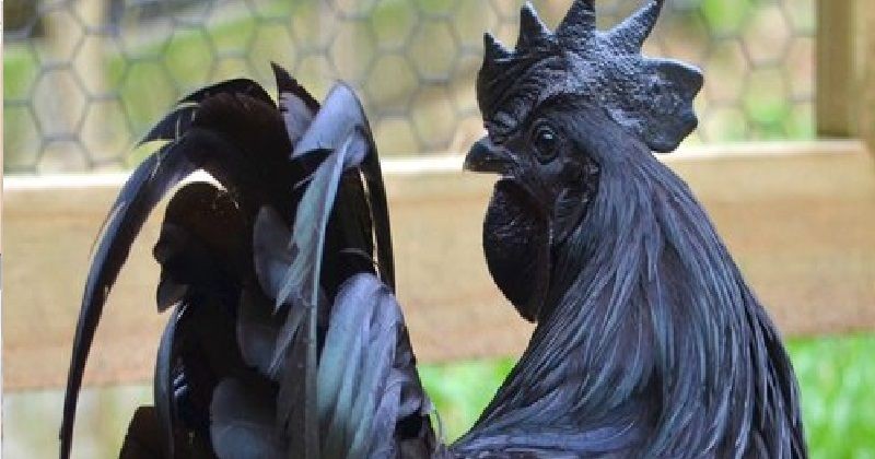 Benarkah Ayam Hitam di Shin Chuuka Ichiban Asalnya dari Indonesia? 