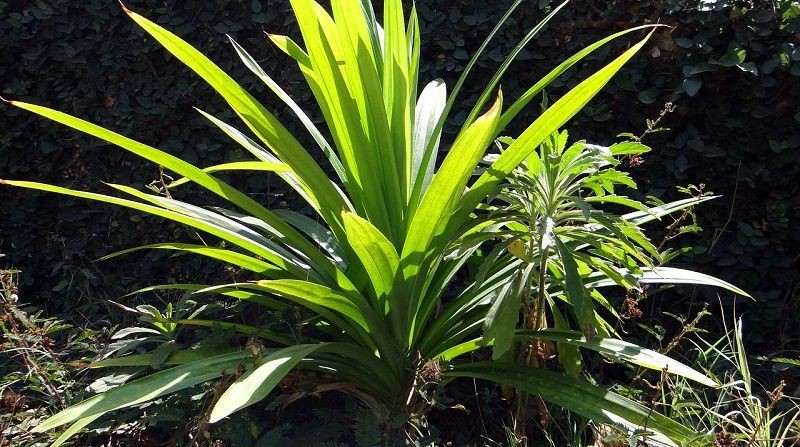 pandanus