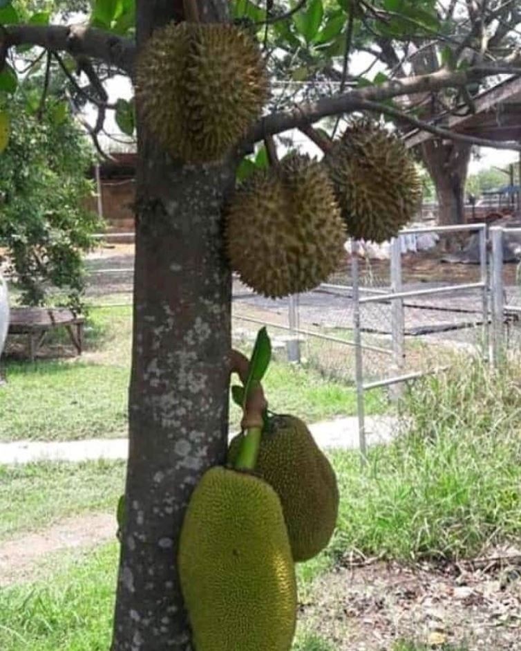 Bagai Dapat Durian Runtuh! Ini 10 Foto Rezeki Tak Terduga yang Kocak!