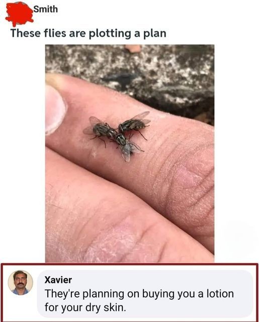 flies plan