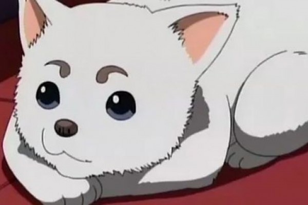 7 Fakta Sadaharu, Maskot Kesayangan Yorozuya Gintama