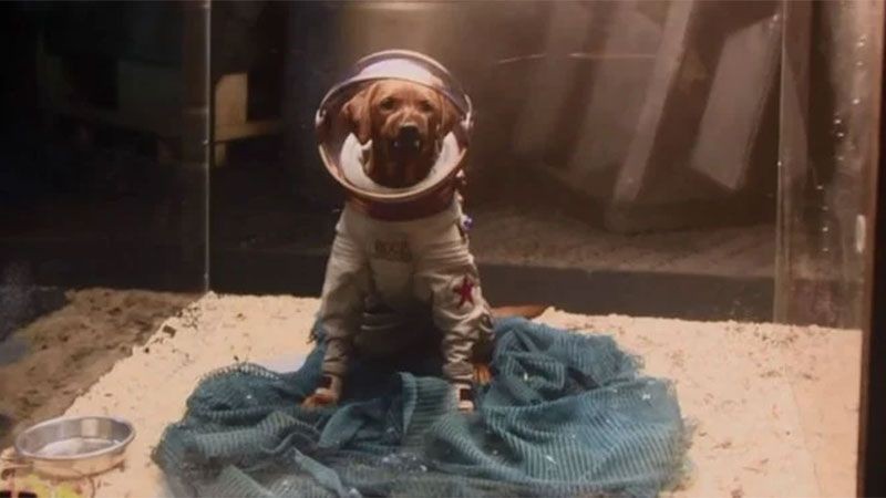 cosmo the spacedog