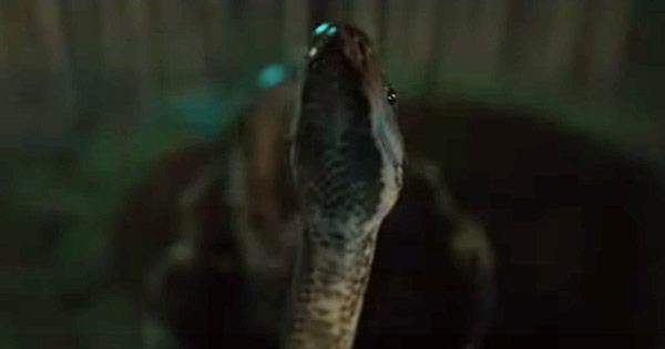 Seekor ular muncul pada momen kejadian di rumah Ratna