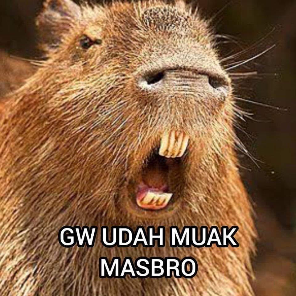 10 Meme Masbro Capybara, Tetap Santai!