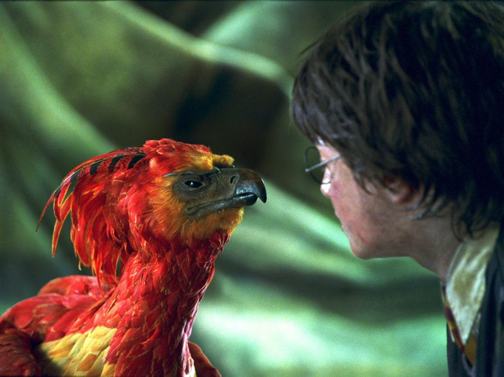 10 Hewan Peliharaan Terbaik di Harry Potter, Berguna Bagi Pemiliknya!