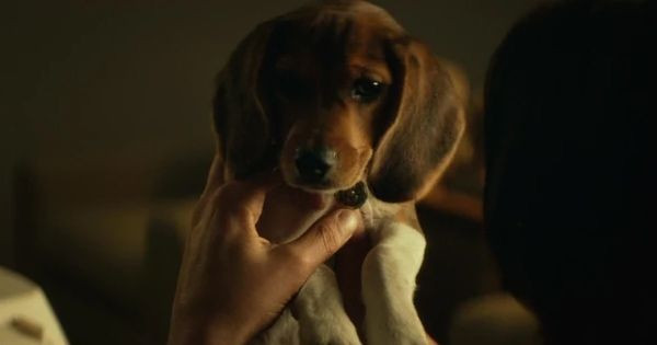 8 Fakta Daisy dari John Wick, Anjing Pemberian Helen