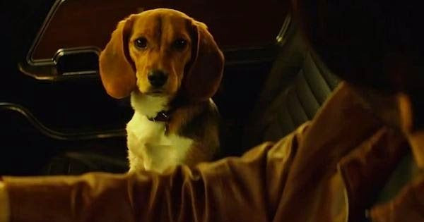 8 Fakta Daisy dari John Wick, Anjing Pemberian Helen