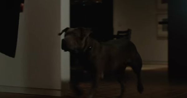 Anjing John menyambut kedatangan Santino -  John Wick 2