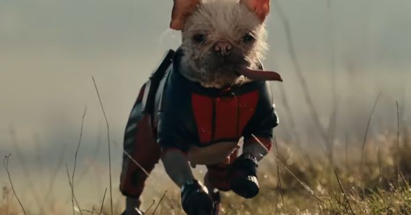 Dogpool, varian anjing dari Deadpool - Deadpool & Wolverine