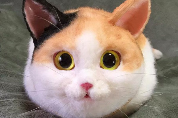 Download Gambar Kucing Lucu Yang Belum Diwarnai - Vina Gambar
