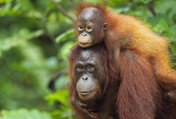 Koalisi Indonesia Mendesak Pemerintah Selamatkan Orangutan Tapanuli