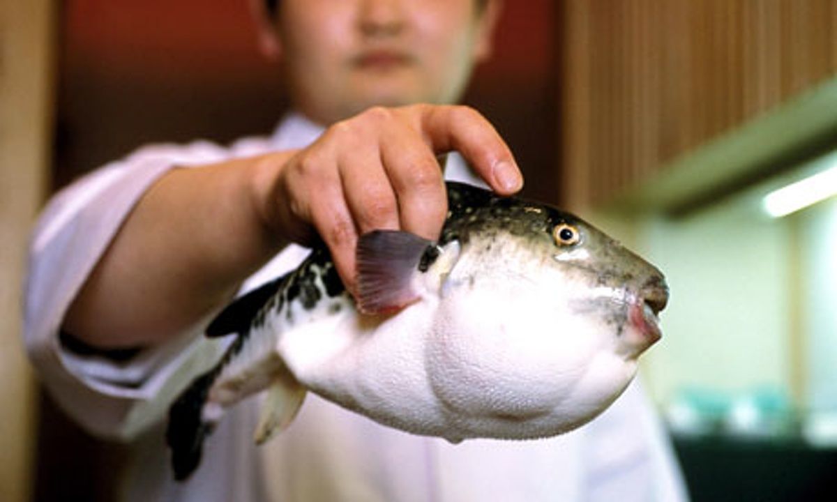 fugu-pufferfish-007-a6fb4f36c1667aa7801b3ca69d520723.jpg