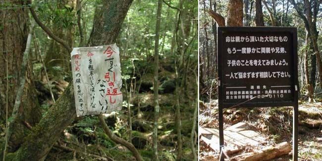 Hutan Seram 5 Fakta Seram Hutan Aokigahara Lokasi Bunuh Diri 