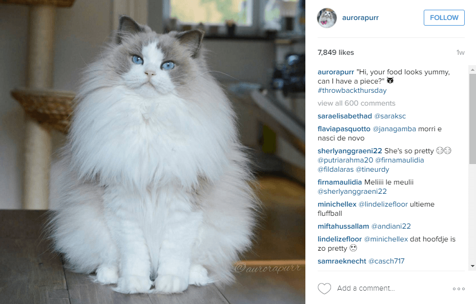 13 Kucing  Lucu  yang Follower Instagram nya Lebih Banyak  