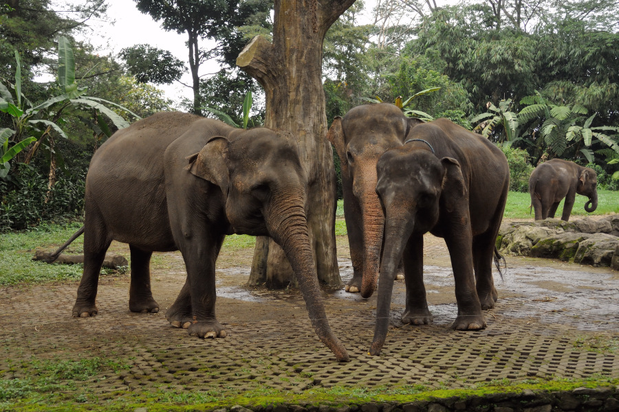 Kereta Gajah Di Taman Safari Indonesia