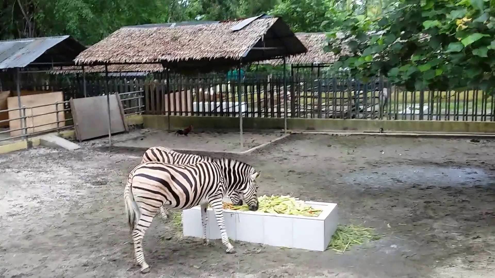 Kebun Binatang Terbaik Di Indonesia Yang Harus Dikunjungi Sebelum