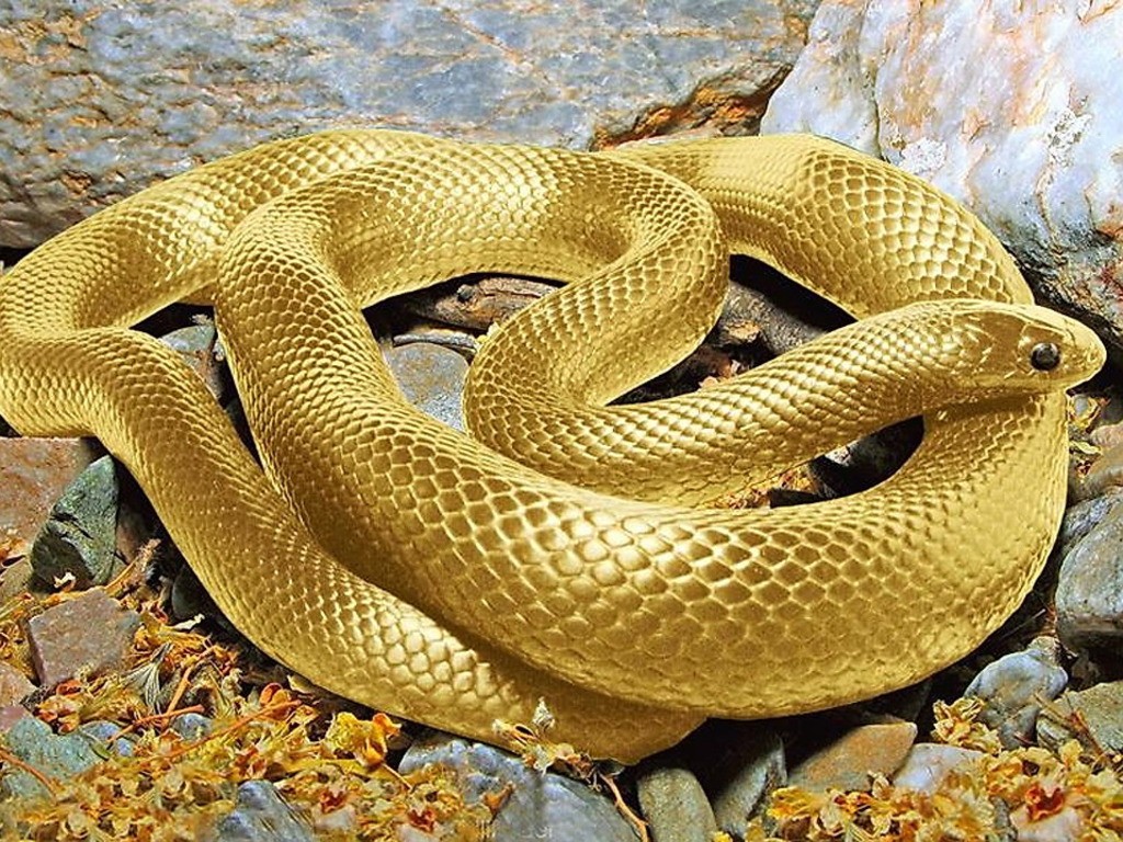 golden-snake-09ah-1024x768-547a93b941c63064ddea7ee4e153bcca.jpg