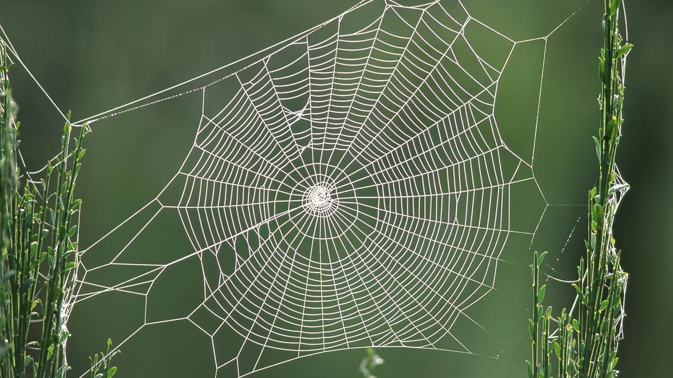 spider-web-hd-1-01739efbbad197b3c056224f05386310.jpg