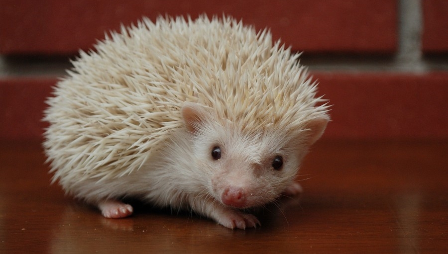 Selain Kucing Dan Anjing Ini 7 Hewan Unik Yang Cocok Jadi