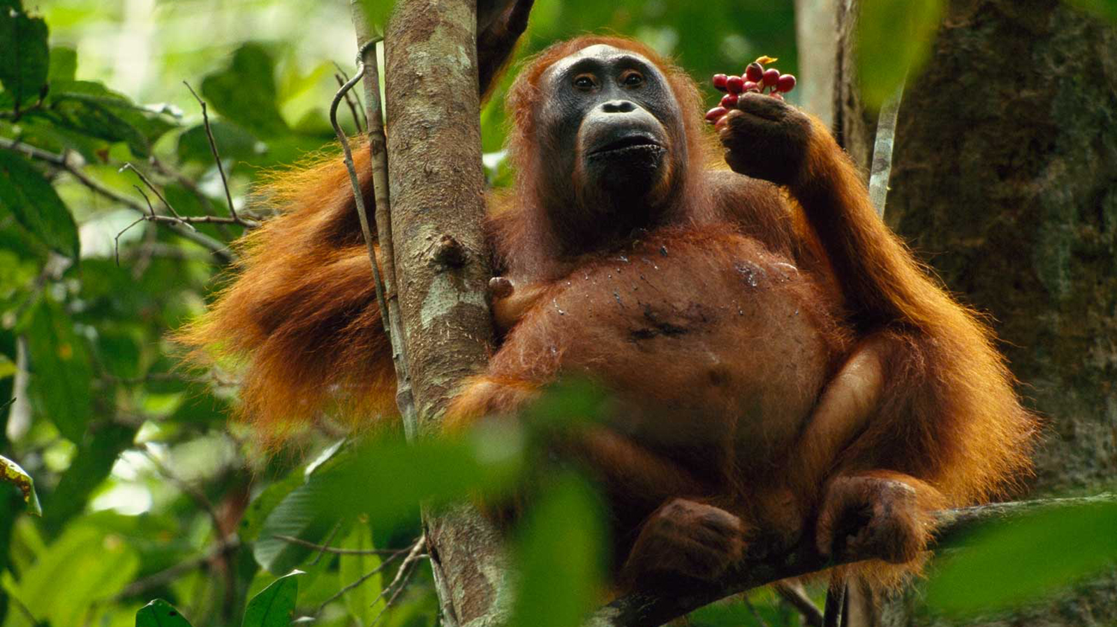 Mengapa Indonesia Belum Bisa Melestarikan Orangutan Seperti Tiongkok