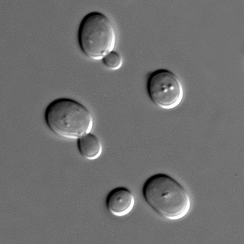 800px-s-cerevisiae-under-dic-microscopy-97cf96f4523010e376a8d9add197752c.jpg