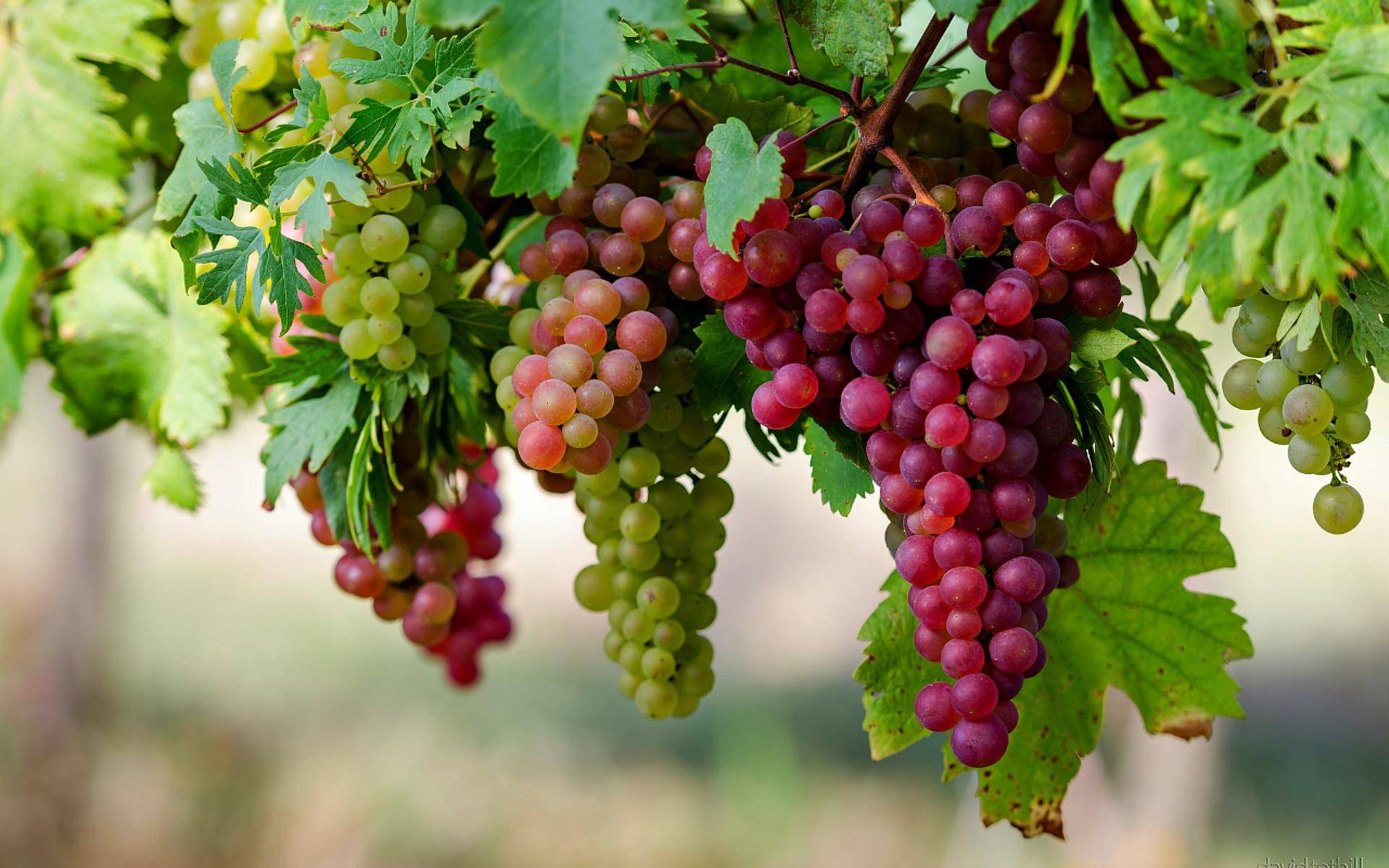 nature-beautiful-grapes-high-definition-full-screen-wallpaper-image-download-588e9b2034de4731778788e71ef733c6.jpg