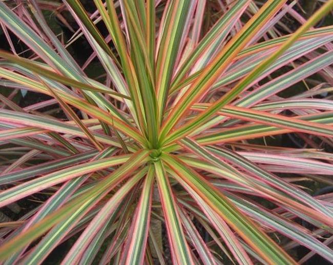 n16-red-edged-dracaena-3191cda3f0dc34ec48789806bf9d0d4e.jpg